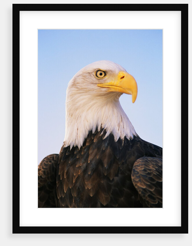 Bald Eagle by Anonymous