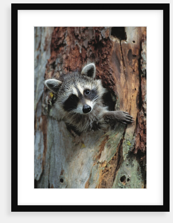 Raccoon Inside Hollow Log by Anonymous