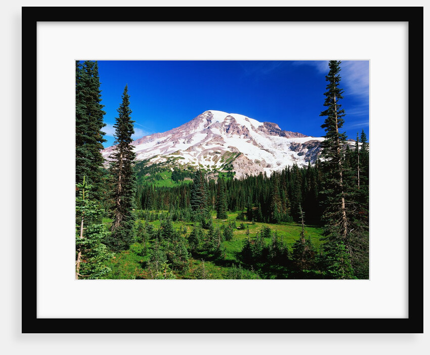 Mount Rainier Beyond Forest by Anonymous