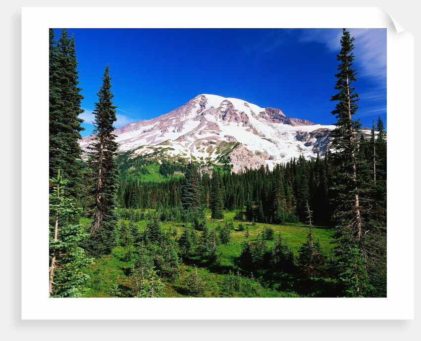 Mount Rainier Beyond Forest by Anonymous