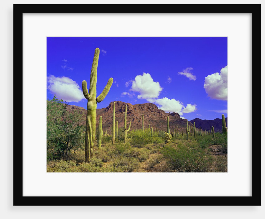 Forest of Cactus by Anonymous