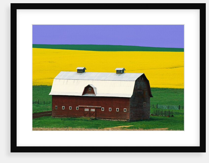 Rape Field and Barn by Anonymous