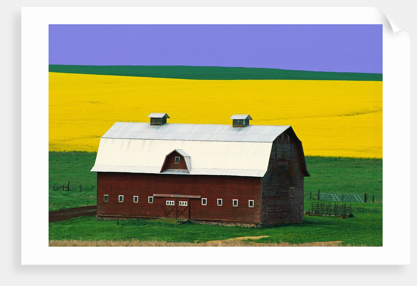 Rape Field and Barn by Anonymous