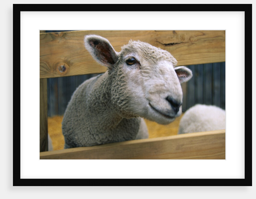 Sheep Poking Head Through Fence by Anonymous