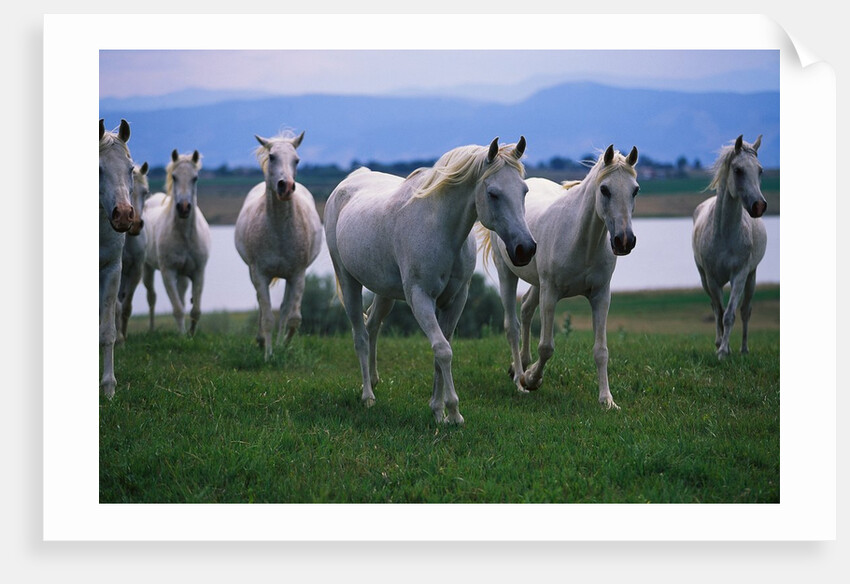 Arabian Horses Walking in Pasture by Anonymous