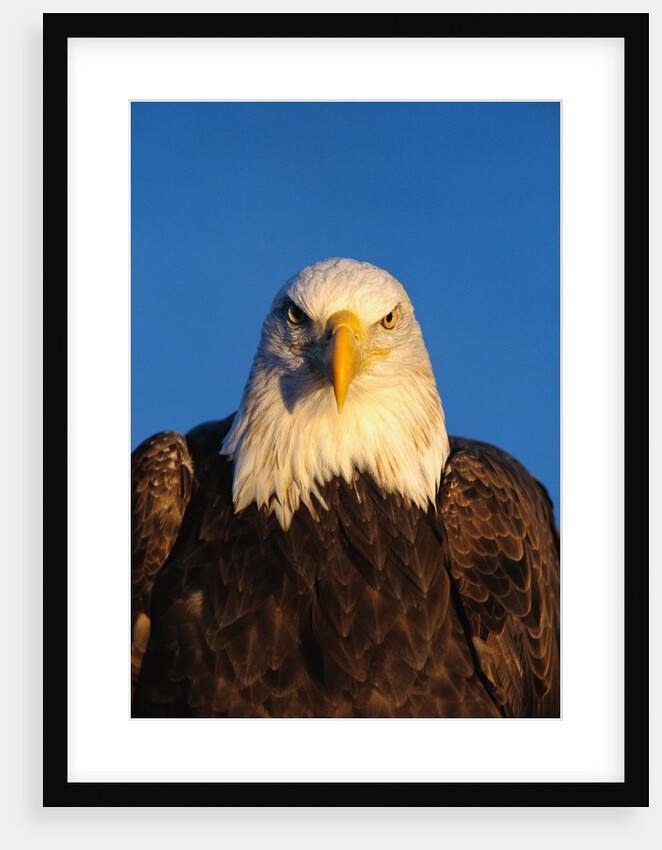 Bald Eagle by Anonymous