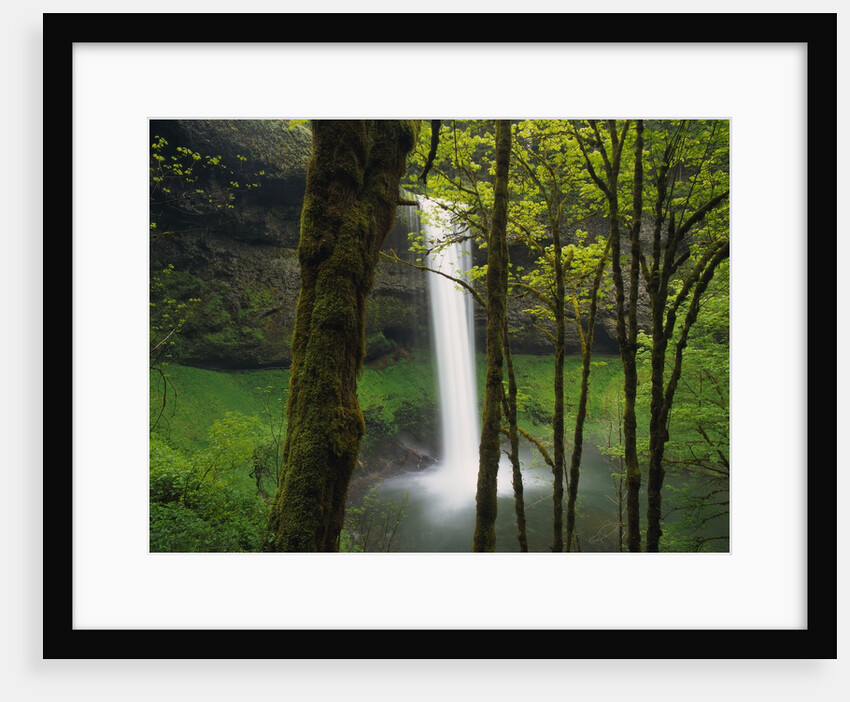 Waterfall Behind Trees by Anonymous