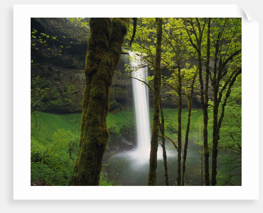 Waterfall Behind Trees by Anonymous
