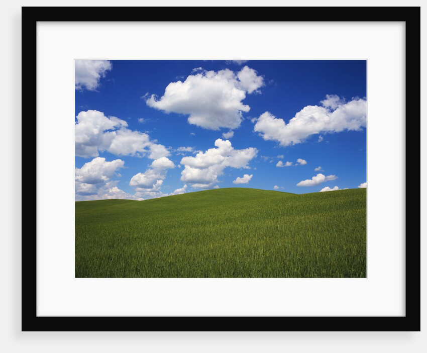 Field of Green under Scattered Clouds by Anonymous