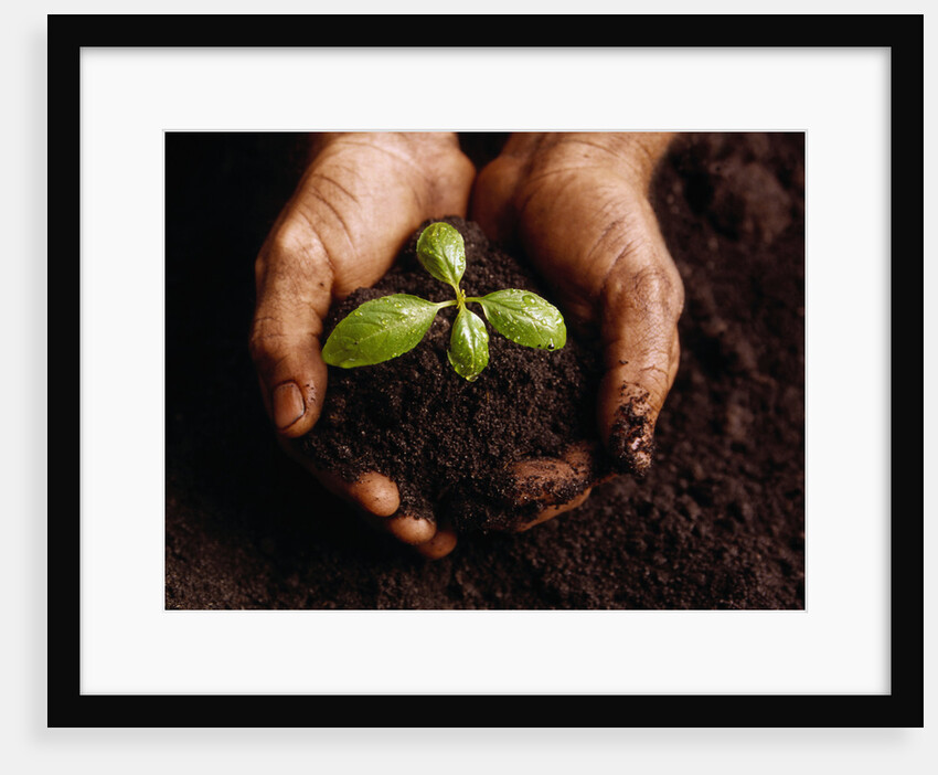Hands Holding a Seedling and Soil by Anonymous