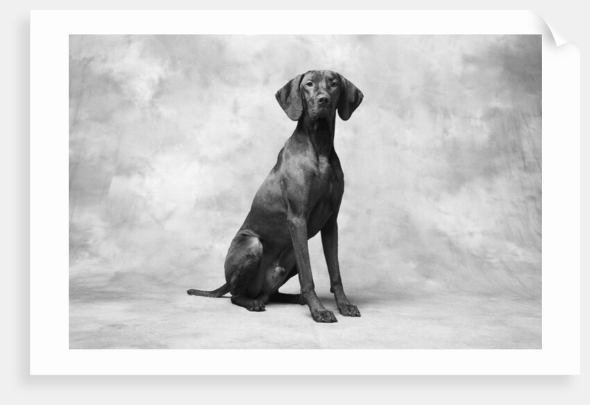 Sitting Dog by Anonymous