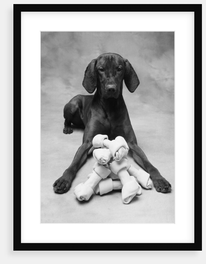 Dog with Pile of Bones by Anonymous