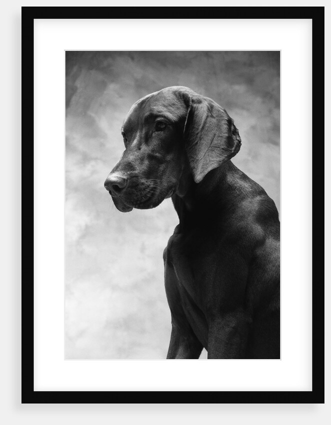 Solemn Dog by Anonymous