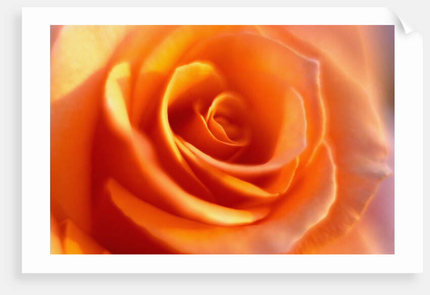 Peach Rose by Anonymous