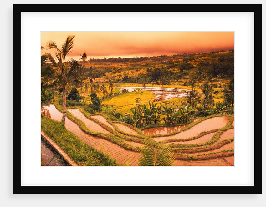 Terraces of Rice Fields by Anonymous