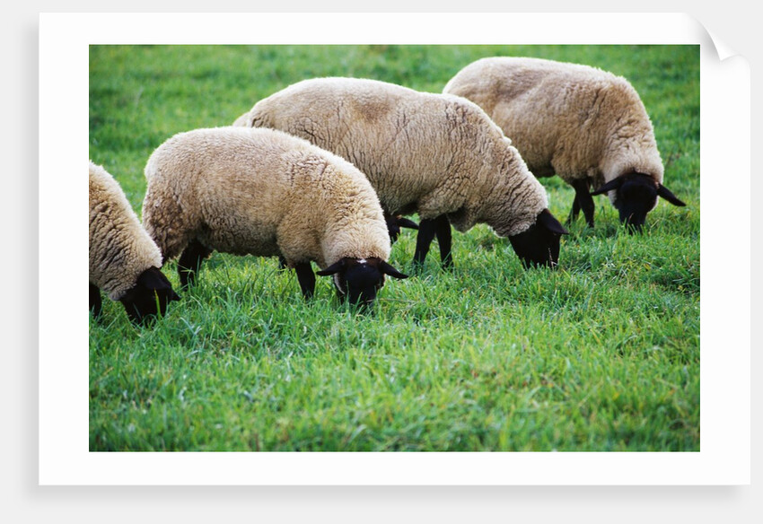 Sheep Grazing by Anonymous