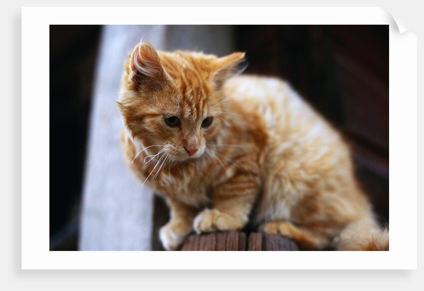 Cat Crouching on a Post by Anonymous
