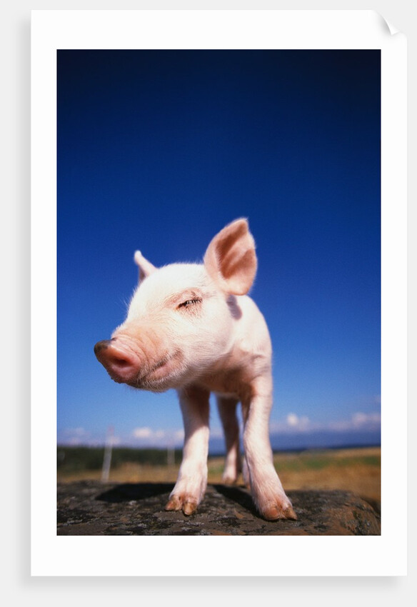 Piglet by Anonymous