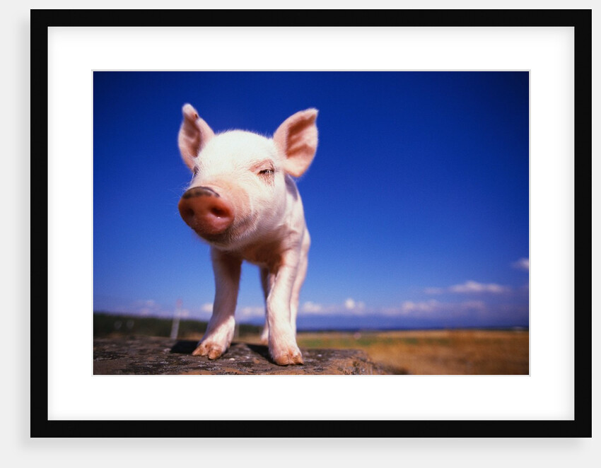 Piglet by Anonymous