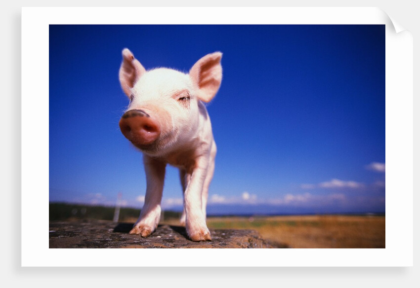 Piglet by Anonymous