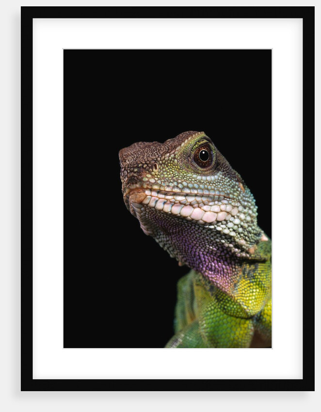 Green Water Dragon by Anonymous