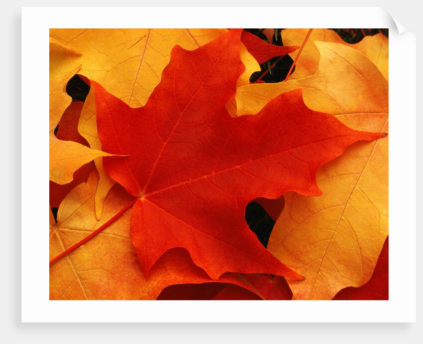 Red and Yellow Maple Leaves by Anonymous