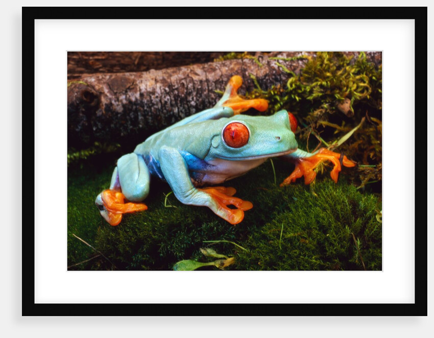 Red-eyed Treefrog by Anonymous