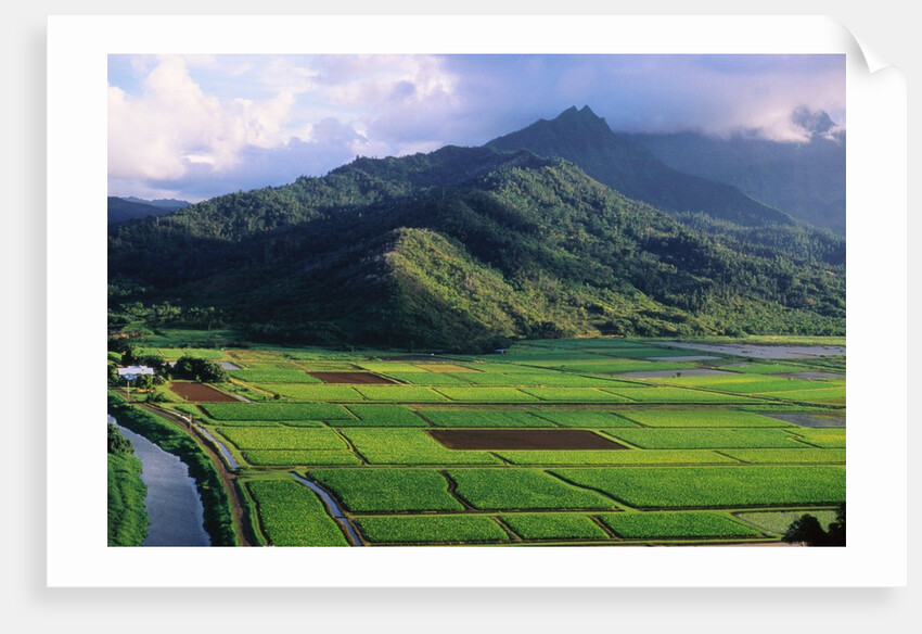 Taro Fields in Valley on Kauai by Anonymous
