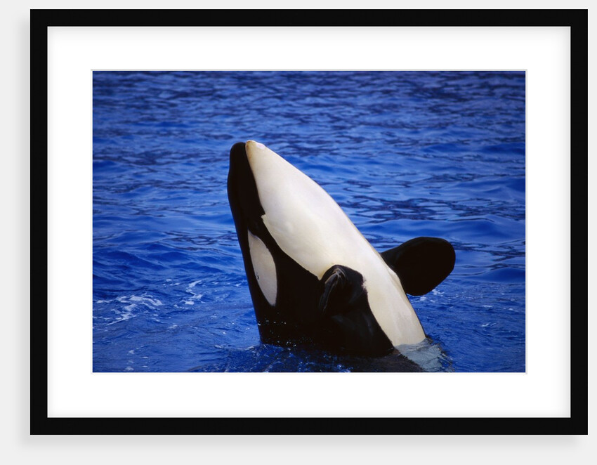 Killer Whale Breaching by Anonymous