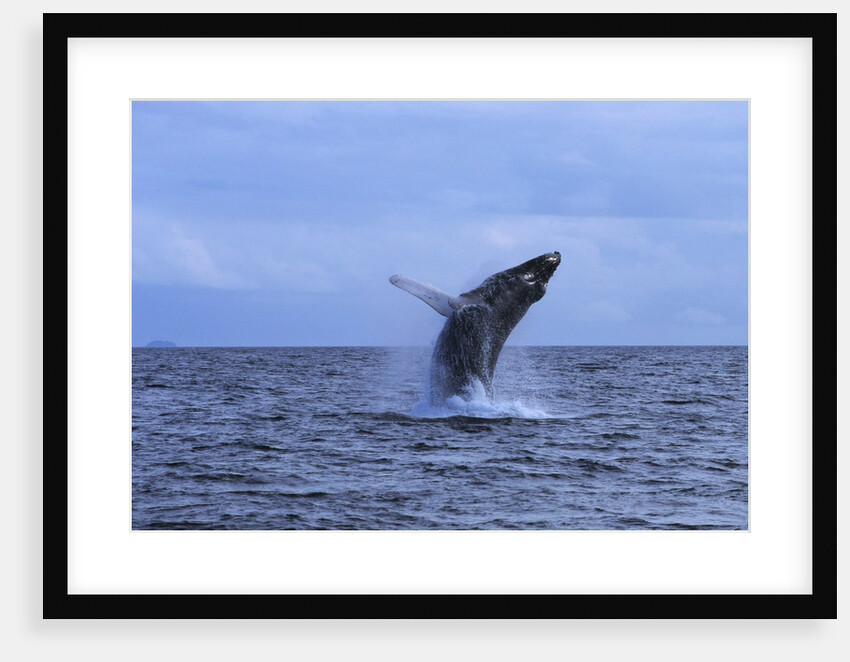 Humpback Whale Breaching by Anonymous