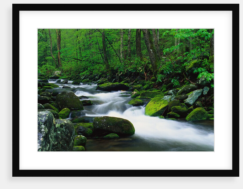 Stream in Forest by Anonymous