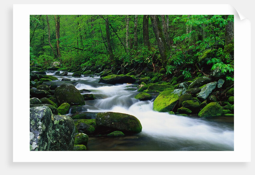 Stream in Forest by Anonymous