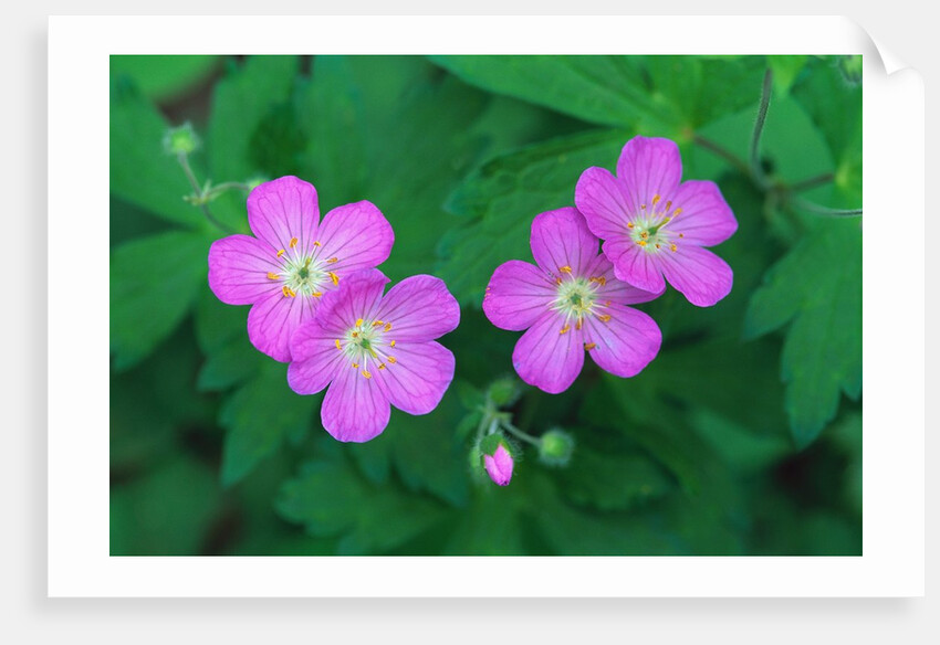 Wild Geranium Flowers by Anonymous