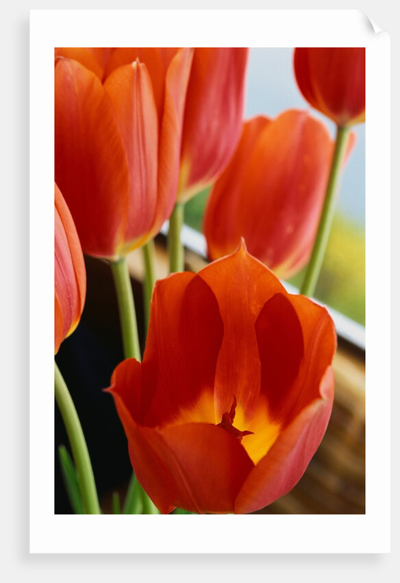 Red Tulips by Anonymous