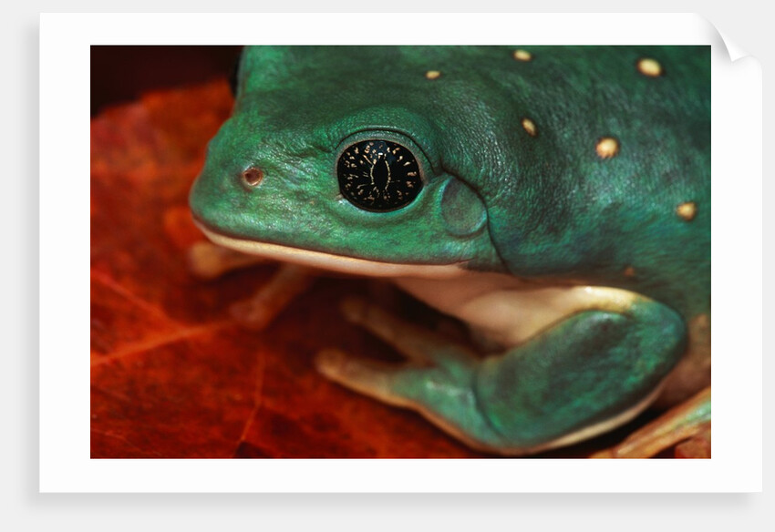 Tree Frog by Anonymous