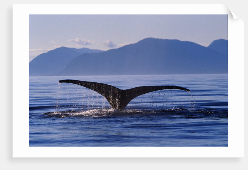 Humpback Whale Diving by Anonymous