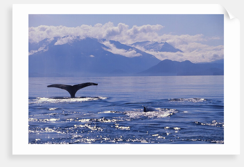 Tail of a Humpback Whale in Frederick Sound by Anonymous