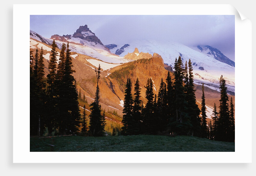 Mount Rainier and Evergreens by Anonymous