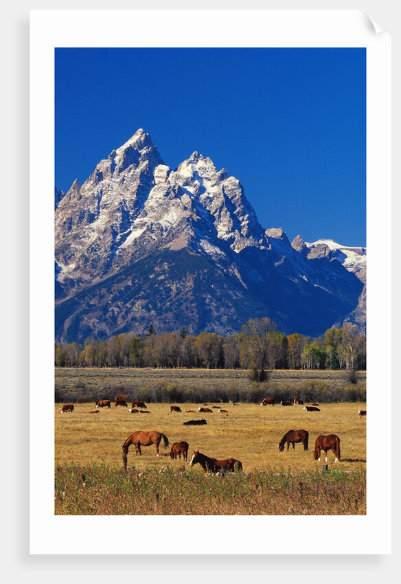 Horses Grazing near Teton Range by Anonymous