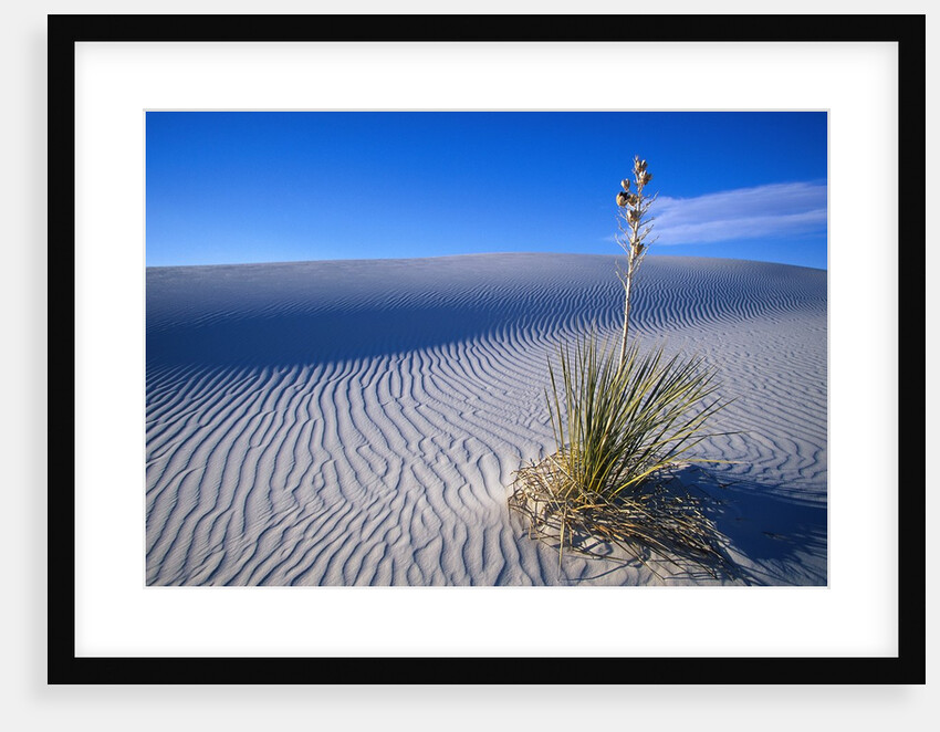 Soaptree Yucca Plant on Sand Dune by Anonymous