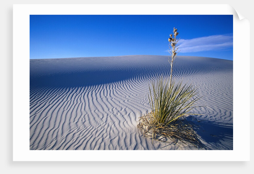 Soaptree Yucca Plant on Sand Dune by Anonymous