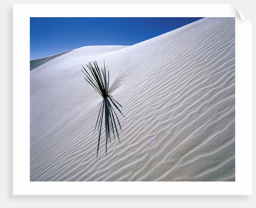 Plant Growing in Sand Dune by Anonymous