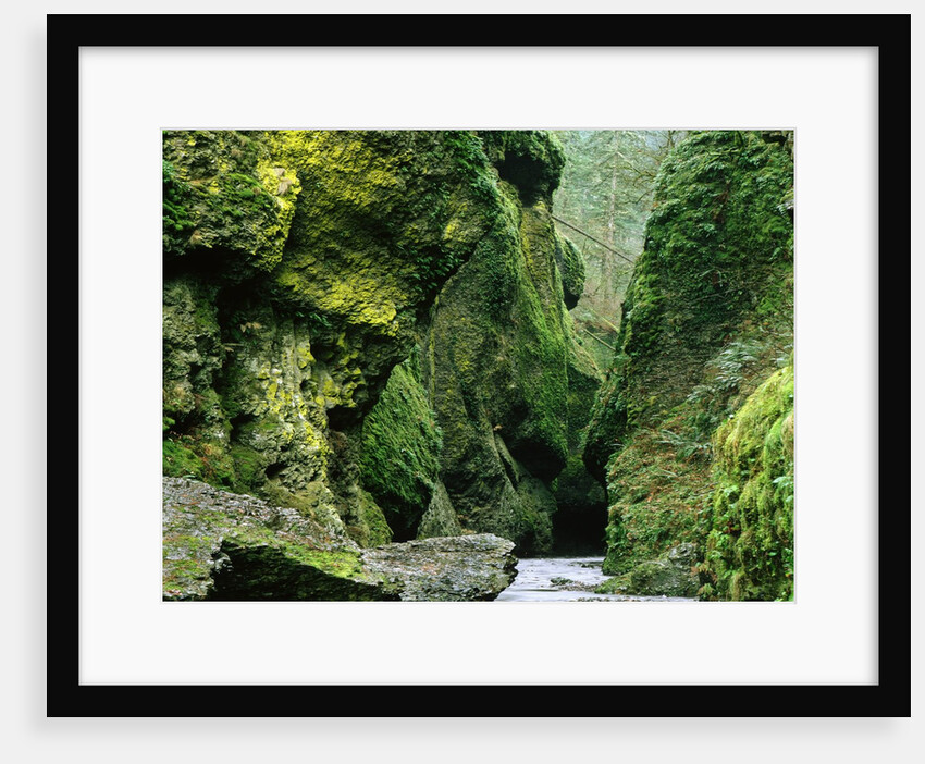 Moss Coating Oneonta Gorge by Anonymous