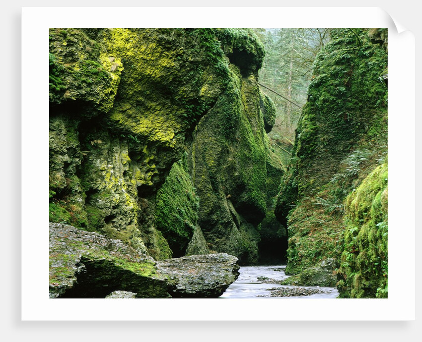Moss Coating Oneonta Gorge by Anonymous