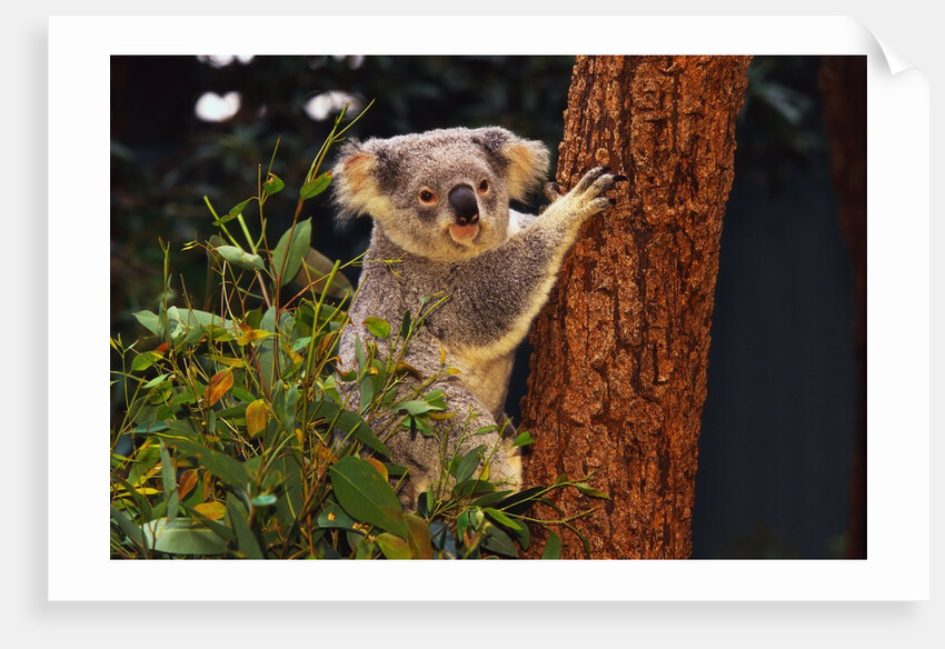 Koala in Tree by Anonymous