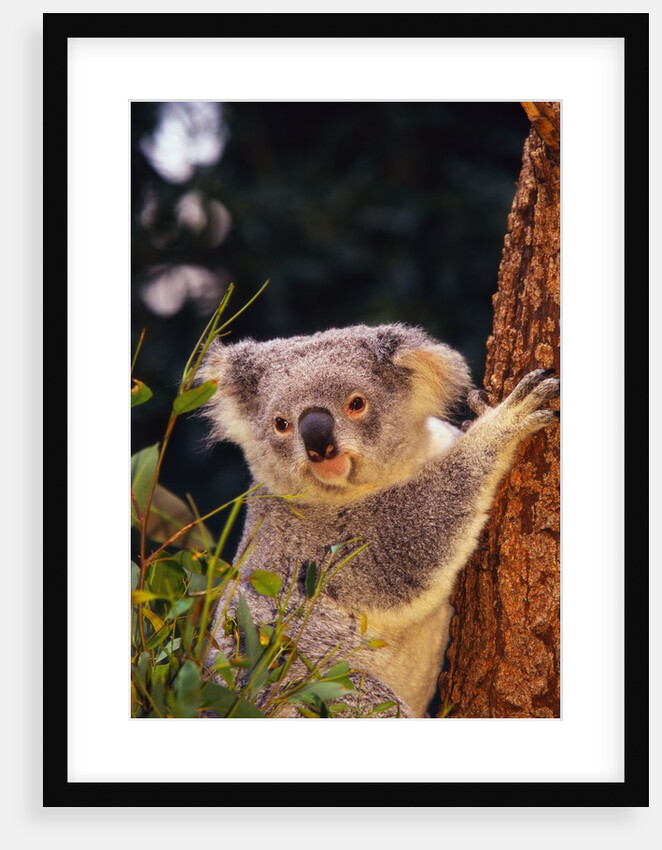 Koala in Tree by Anonymous