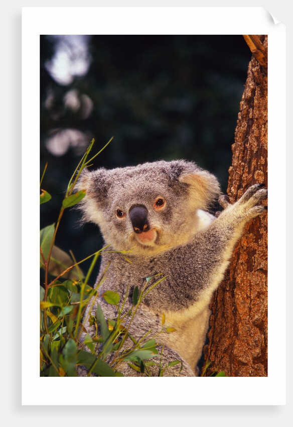 Koala in Tree by Anonymous
