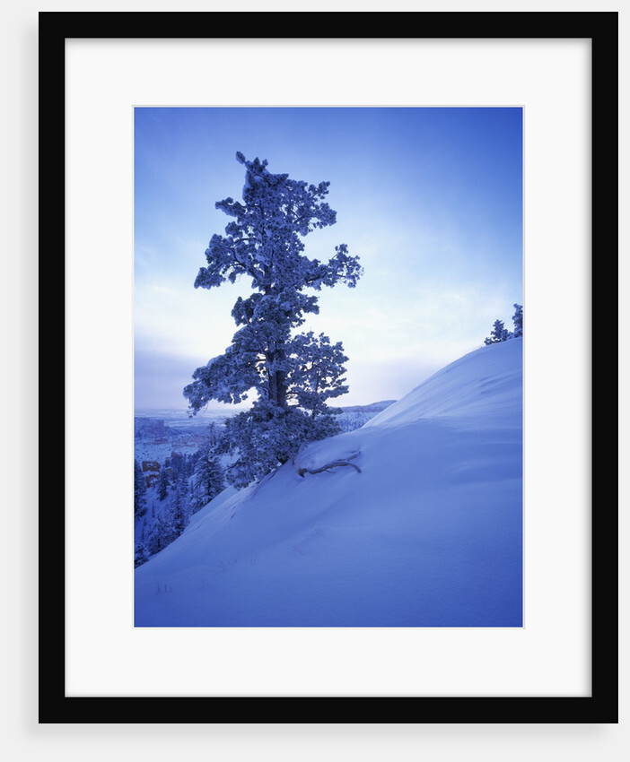 Tree on Snow Covered Hill by Anonymous