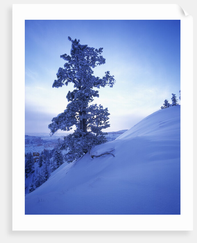 Tree on Snow Covered Hill by Anonymous