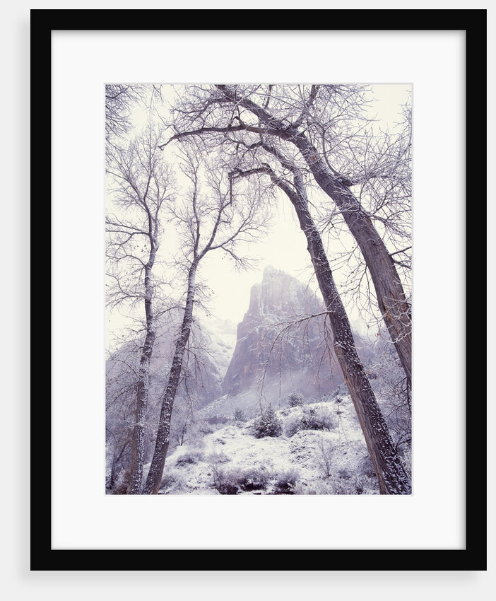 Snow at Zion National Park by Anonymous